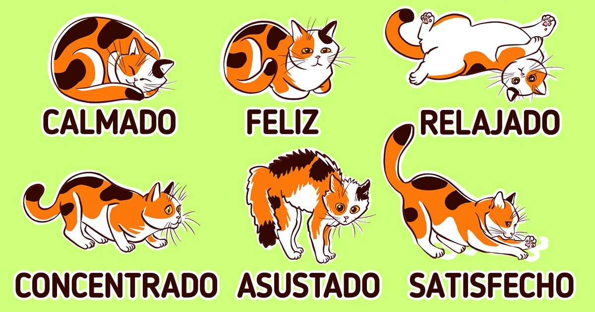 Cómo entender el lenguaje corporal de los gatos