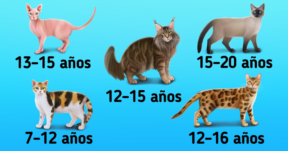 Cuántos años viven los gatos de diferentes razas