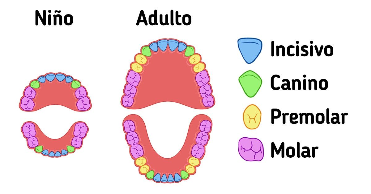 Qué tipos de dientes tiene el ser humano