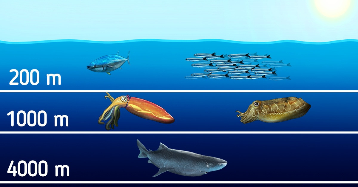 A qué profundidad viven los diferentes peces y otros habitantes del mundo submarino