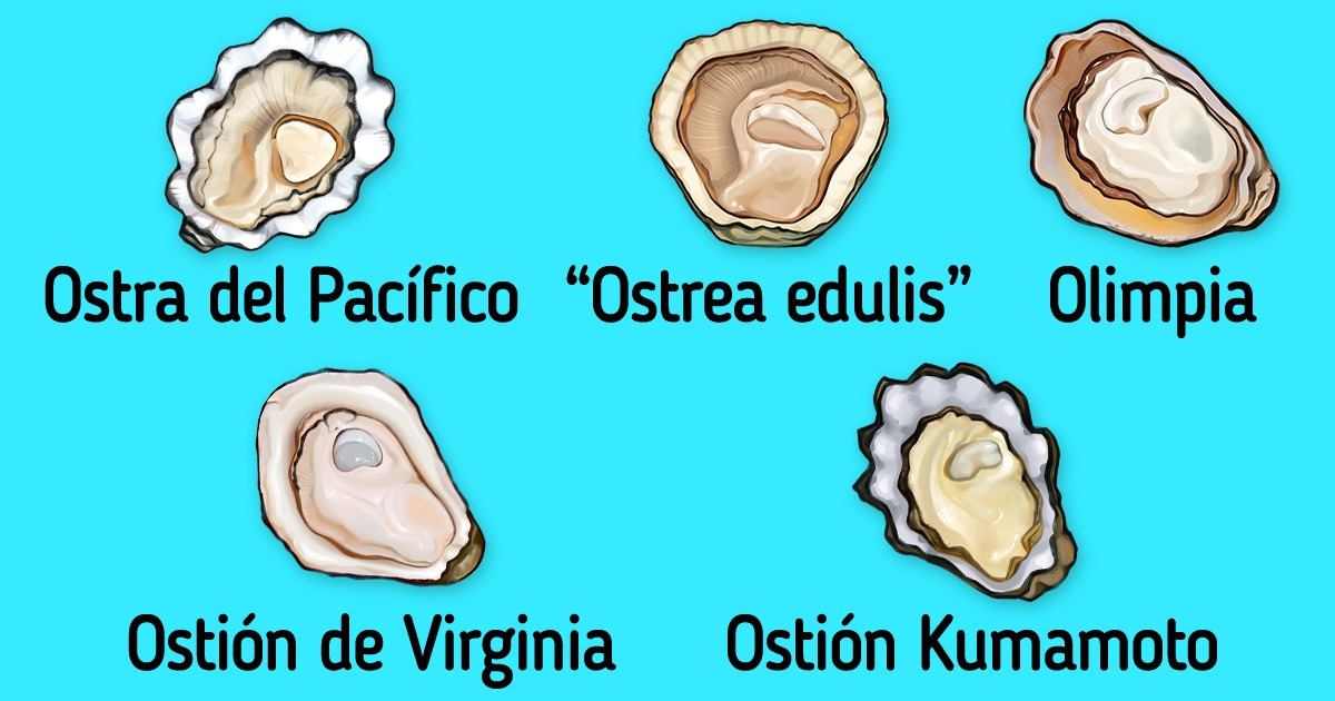 Qué tipos de ostras existen y cómo aprender a distinguirlas