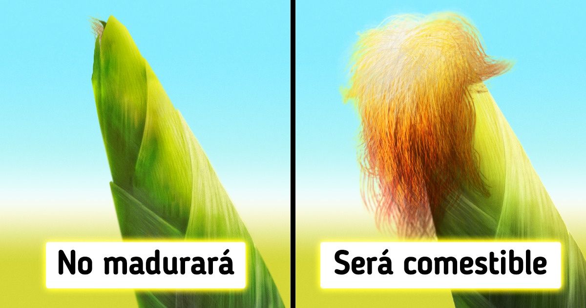 Por qué el maíz tiene “pelos”