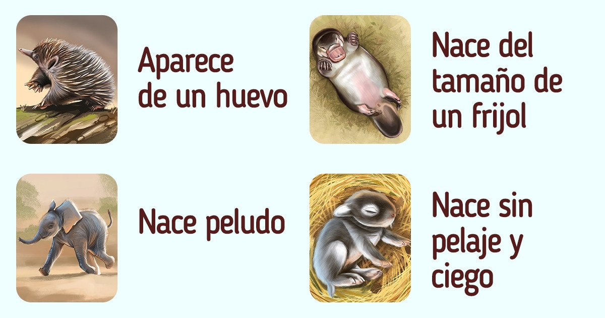 Cómo son las crías de diferentes animales cuando nacen