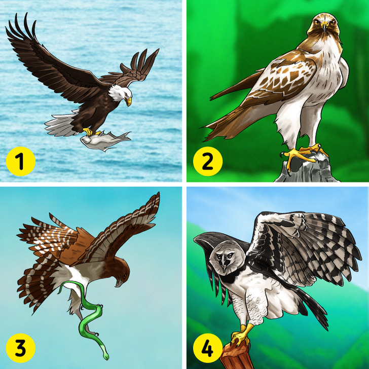 Guía de los diferentes tipos de águilas / Ideas En 5 Minutos