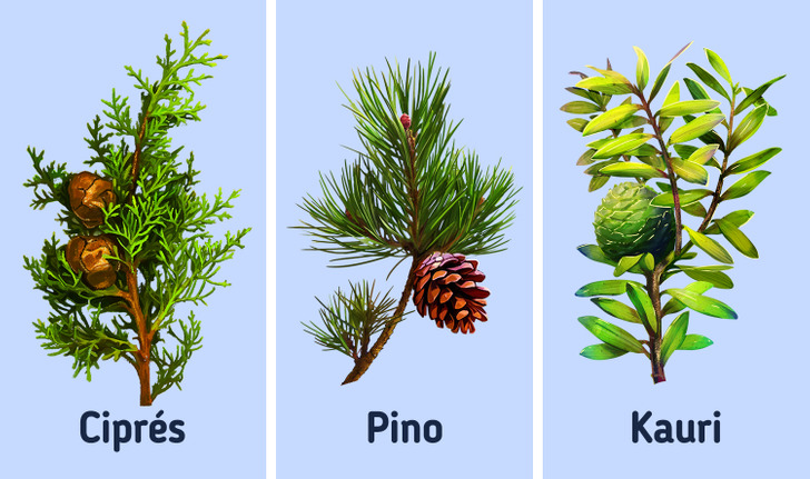 Lista de las diferentes especies de árboles coníferos