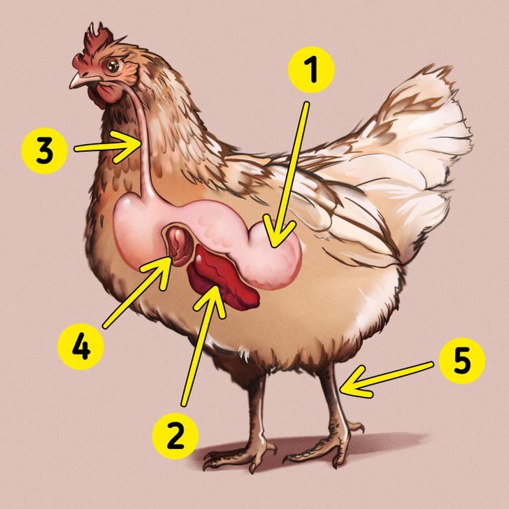 Cuáles son las diferentes partes del pollo / Ideas En 5 Minutos
