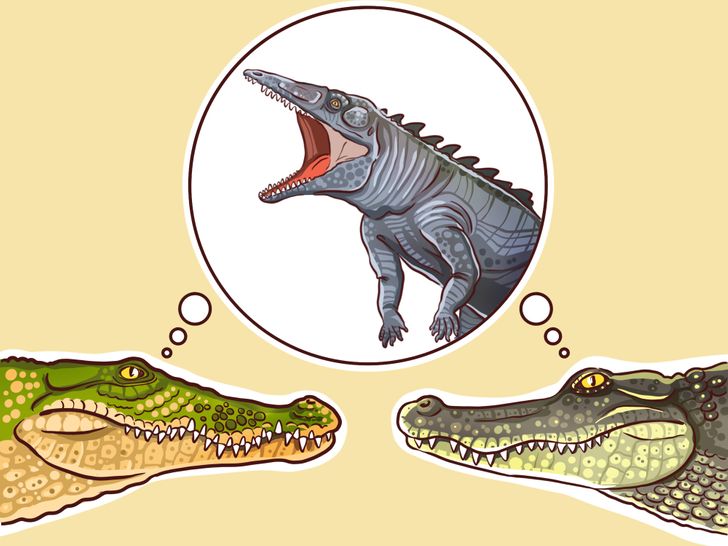 Cuáles son las diferencias entre los cocodrilos y los caimanes / Ideas En 5  Minutos