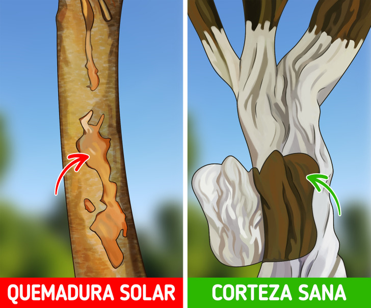 Por qué es necesario encalar los troncos de los árboles